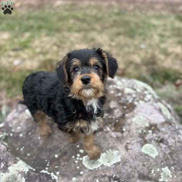 Nutmeg, Cavalier King Charles Mix Puppy