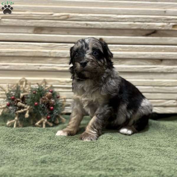 Blue, Borderdoodle Puppy