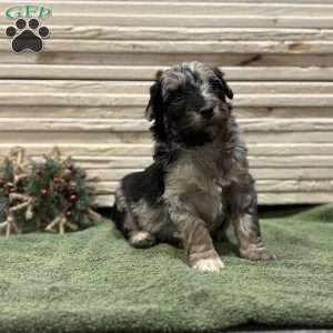 Blue, Borderdoodle Puppy