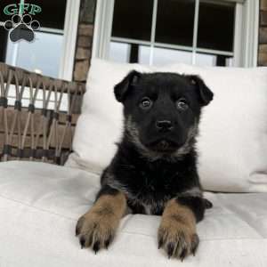 Juno, German Shepherd Puppy