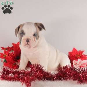 Snowflake, English Bulldog Puppy