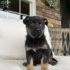 Juno, German Shepherd Puppy