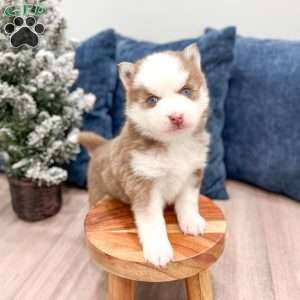 Bruce, Pomsky Puppy