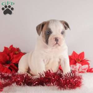 Snowflake, English Bulldog Puppy