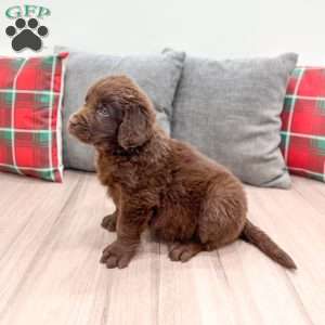 Sadie, Newfoundland Puppy