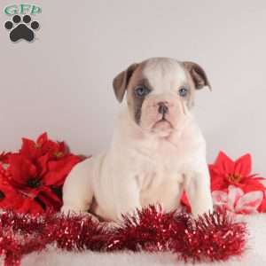 Snowflake, English Bulldog Puppy
