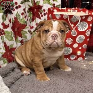 Nevin, Miniature Bulldog Puppy