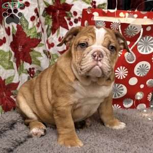 Nevin, Miniature Bulldog Puppy