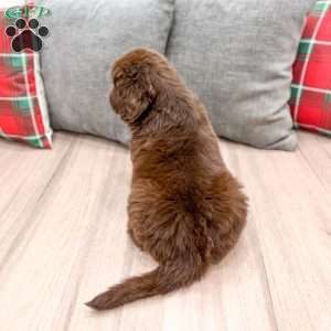 Sadie, Newfoundland Puppy