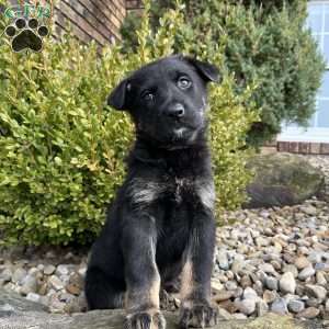 Kona, German Shepherd Puppy