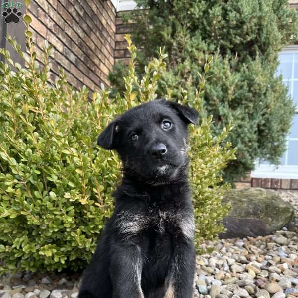 Kona, German Shepherd Puppy