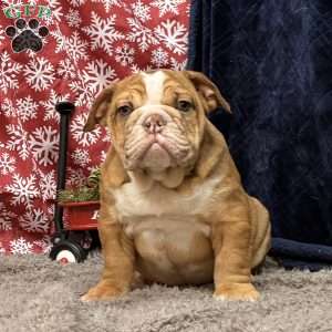 Nevin, Miniature Bulldog Puppy