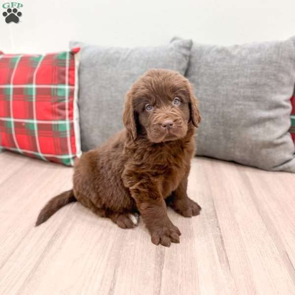 Sadie, Newfoundland Puppy