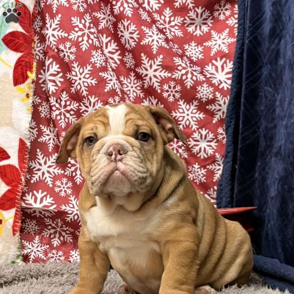 Nevin, Miniature Bulldog Puppy