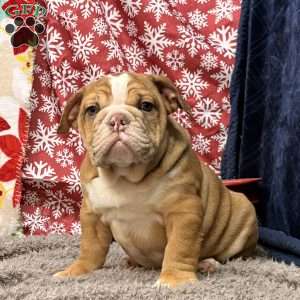 Nevin, Miniature Bulldog Puppy