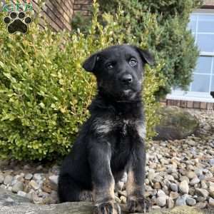 Kona, German Shepherd Puppy