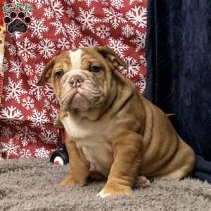 Nevin, Miniature Bulldog Puppy