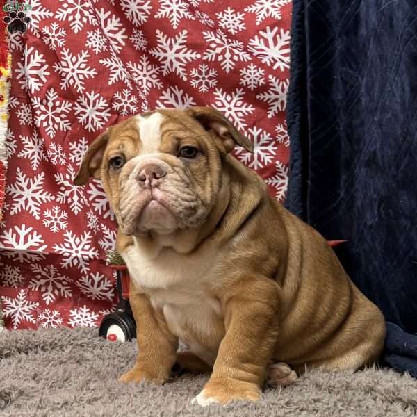 Nevin, Miniature Bulldog Puppy