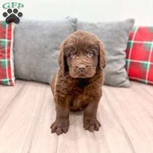 Sadie, Newfoundland Puppy