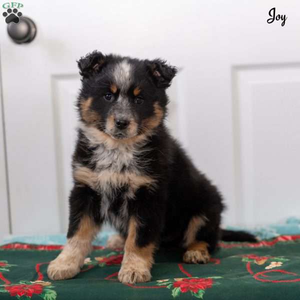 Joy, Australian Shepherd Mix Puppy