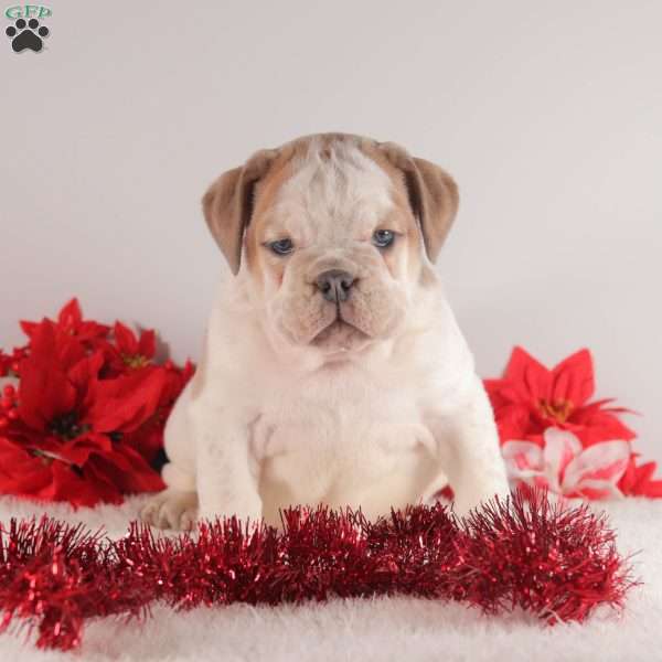 Candy Cane, English Bulldog Puppy