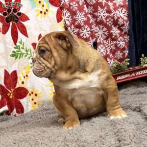 Nevin, Miniature Bulldog Puppy