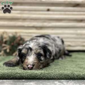 Rocky, Borderdoodle Puppy