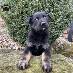 Kona, German Shepherd Puppy