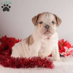 Candy Cane, English Bulldog Puppy