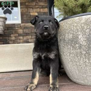 Kona, German Shepherd Puppy