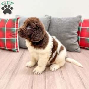 Sasha, Newfoundland Puppy