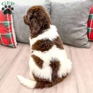 Sasha, Newfoundland Puppy