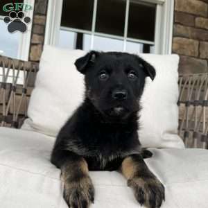 Kona, German Shepherd Puppy