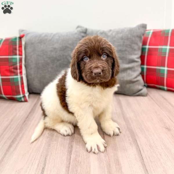 Sasha, Newfoundland Puppy