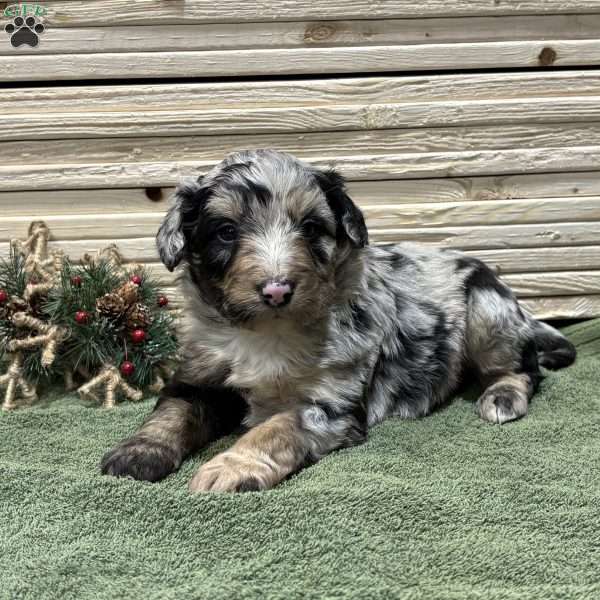 Rocky, Borderdoodle Puppy