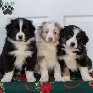 Leo, Australian Shepherd Puppy