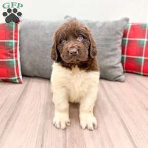 Sasha, Newfoundland Puppy