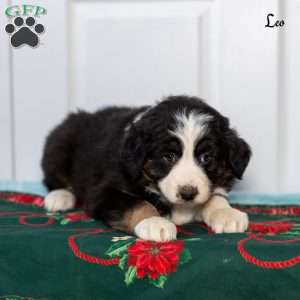 Leo, Australian Shepherd Puppy