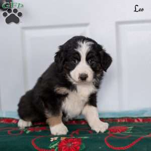 Leo, Australian Shepherd Puppy