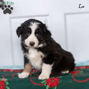 Leo, Australian Shepherd Puppy