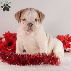 Candy Cane, English Bulldog Puppy