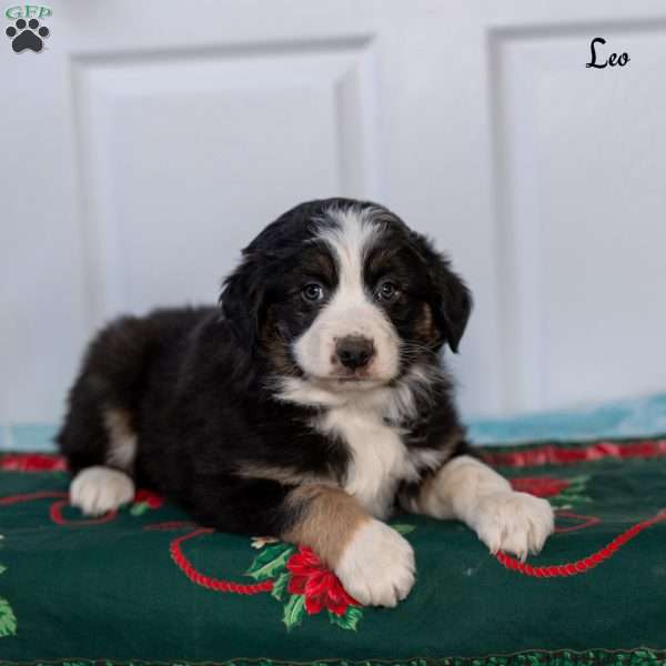 Leo, Australian Shepherd Puppy