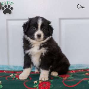 Liam, Australian Shepherd Puppy
