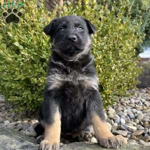 Vivette, German Shepherd Puppy