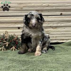 Rocky, Borderdoodle Puppy