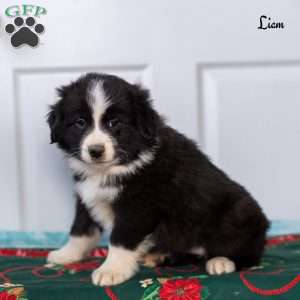 Liam, Australian Shepherd Puppy