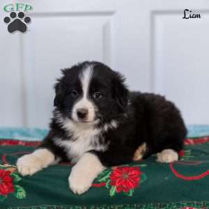 Liam, Australian Shepherd Puppy