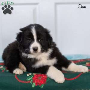 Liam, Australian Shepherd Puppy
