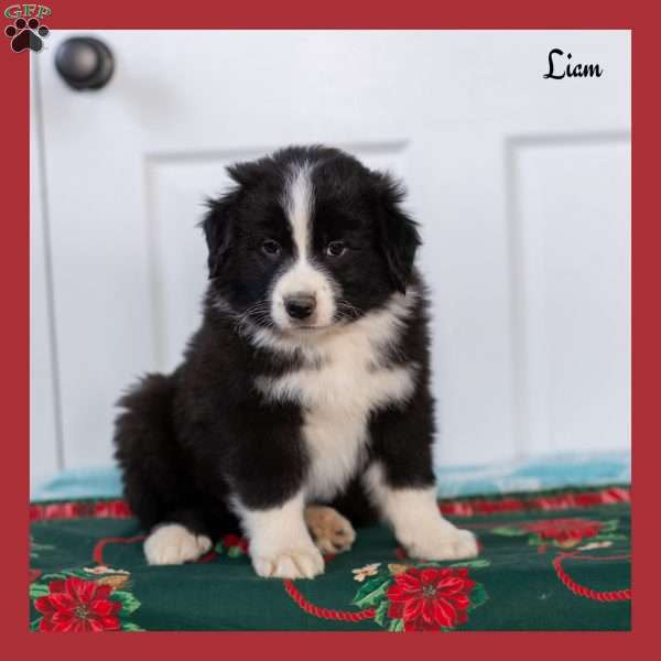 Liam, Australian Shepherd Puppy