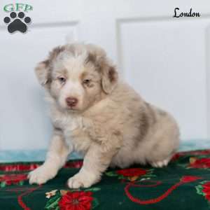 London, Australian Shepherd Puppy